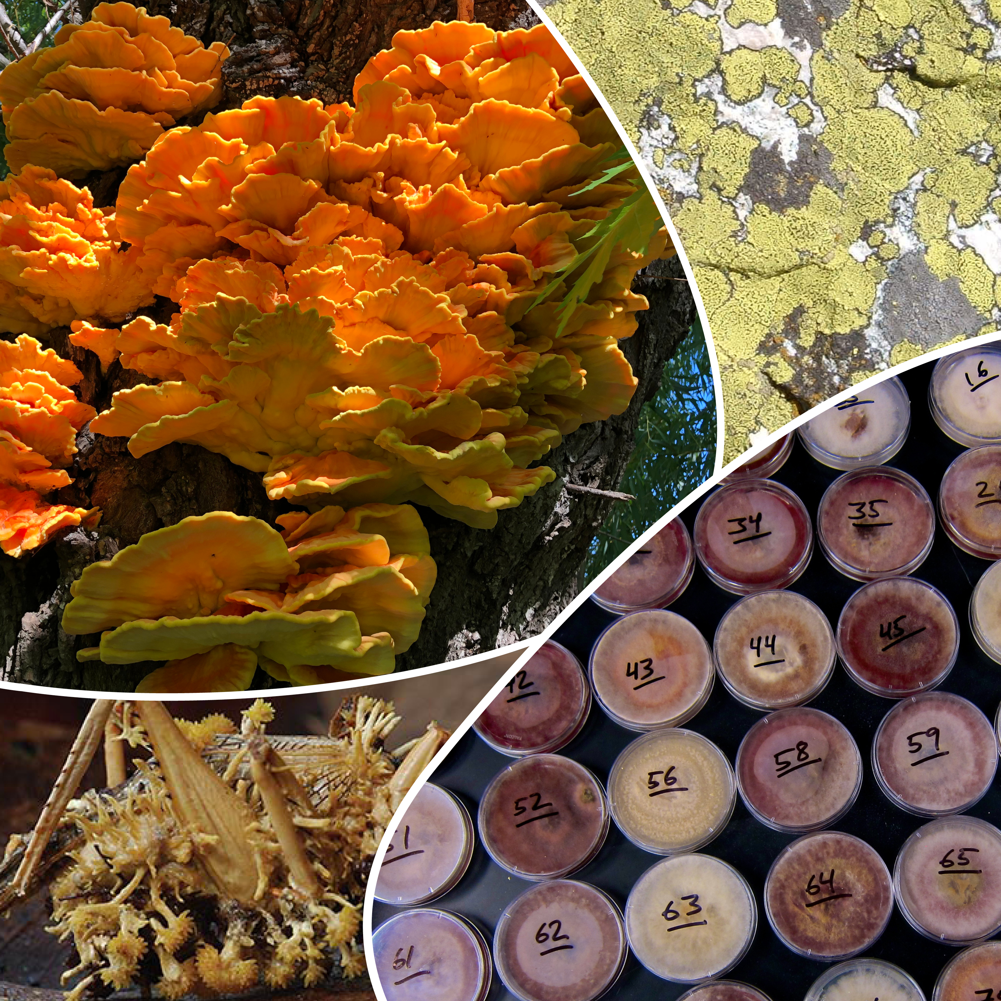 image of Fungal spotlight: Host-associated microbiomes