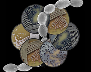 image of Streptomyces