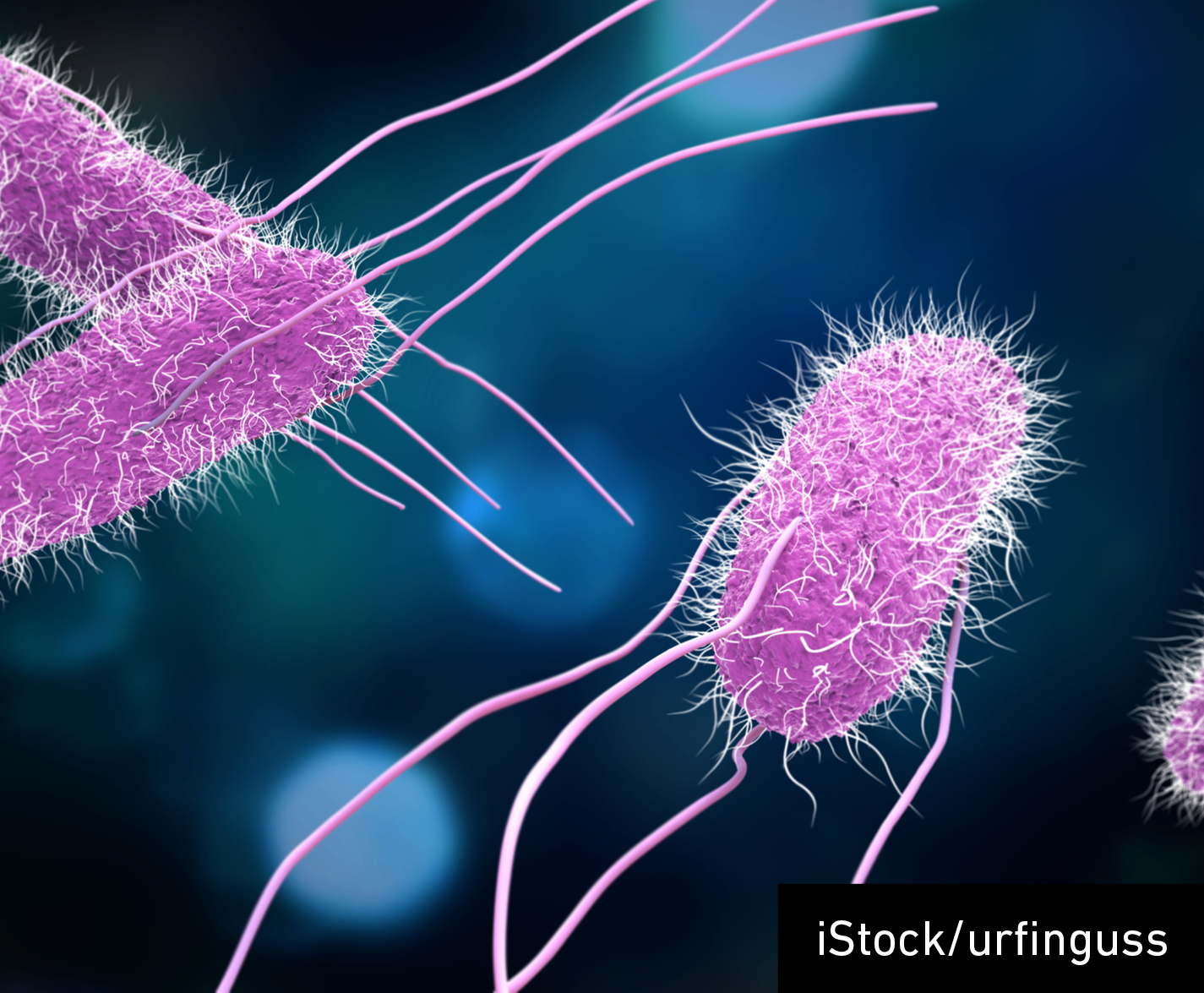 3D illustration of Salmonella Bacteria