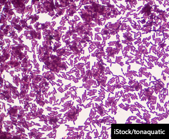 Bacillus gram positive stain under the microscope view. Bacillus is rod-shaped bacteria.