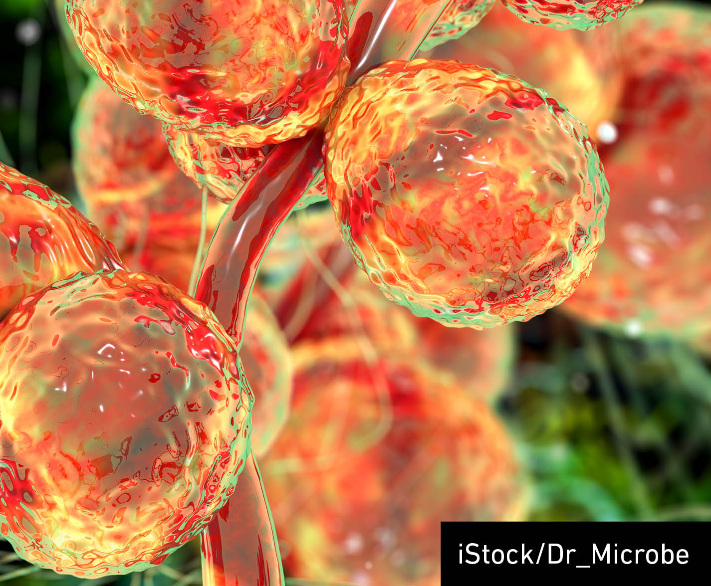 Candida fungi, Trichomonascus, or Candida ciferrii, C. auris, C. albicans and other human pathogenic yeasts, 3D illustration
