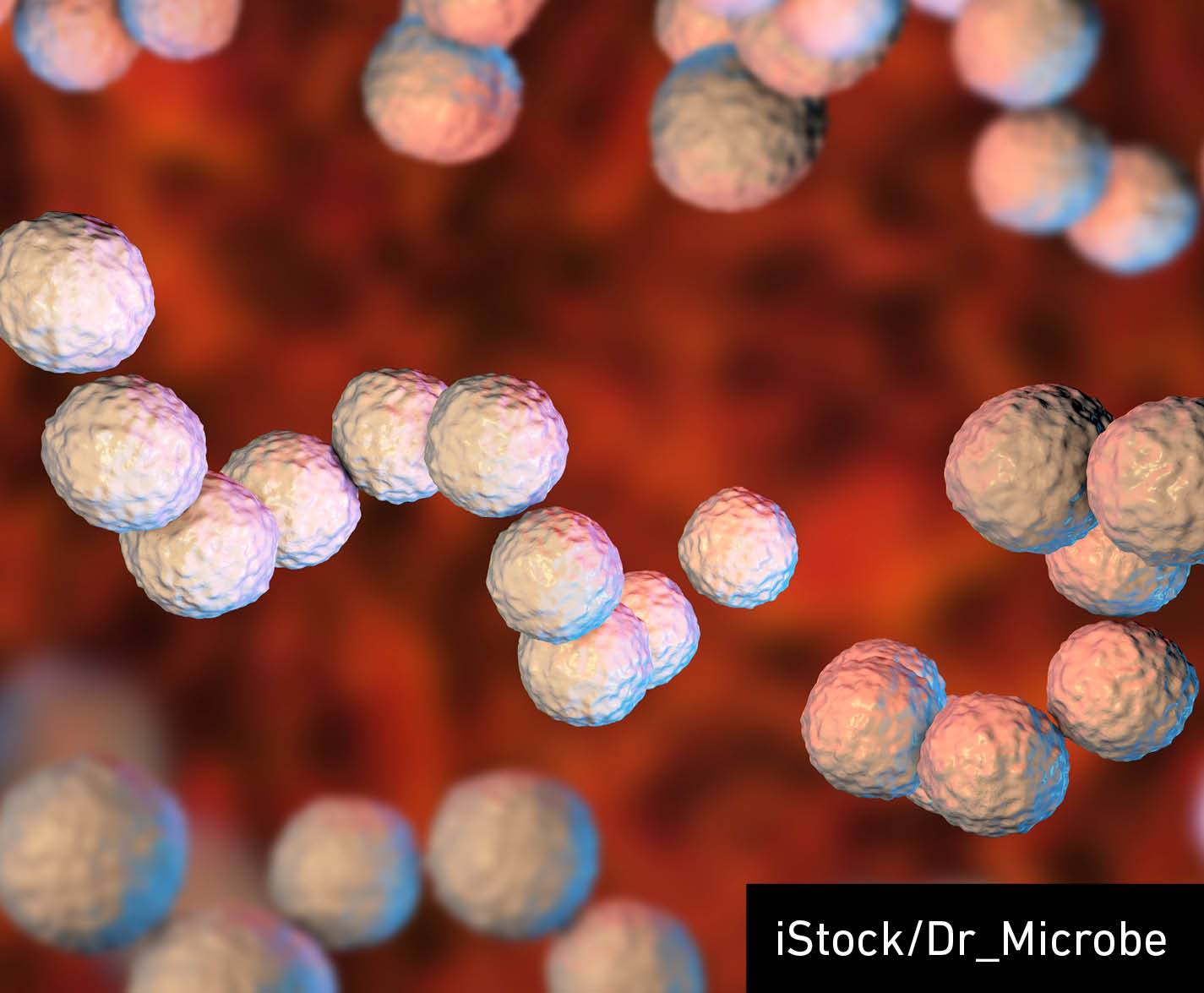 Gram-positive bacteria Streptococcus pyogenes which cause Scarlet fever and other infections, 3D illustration