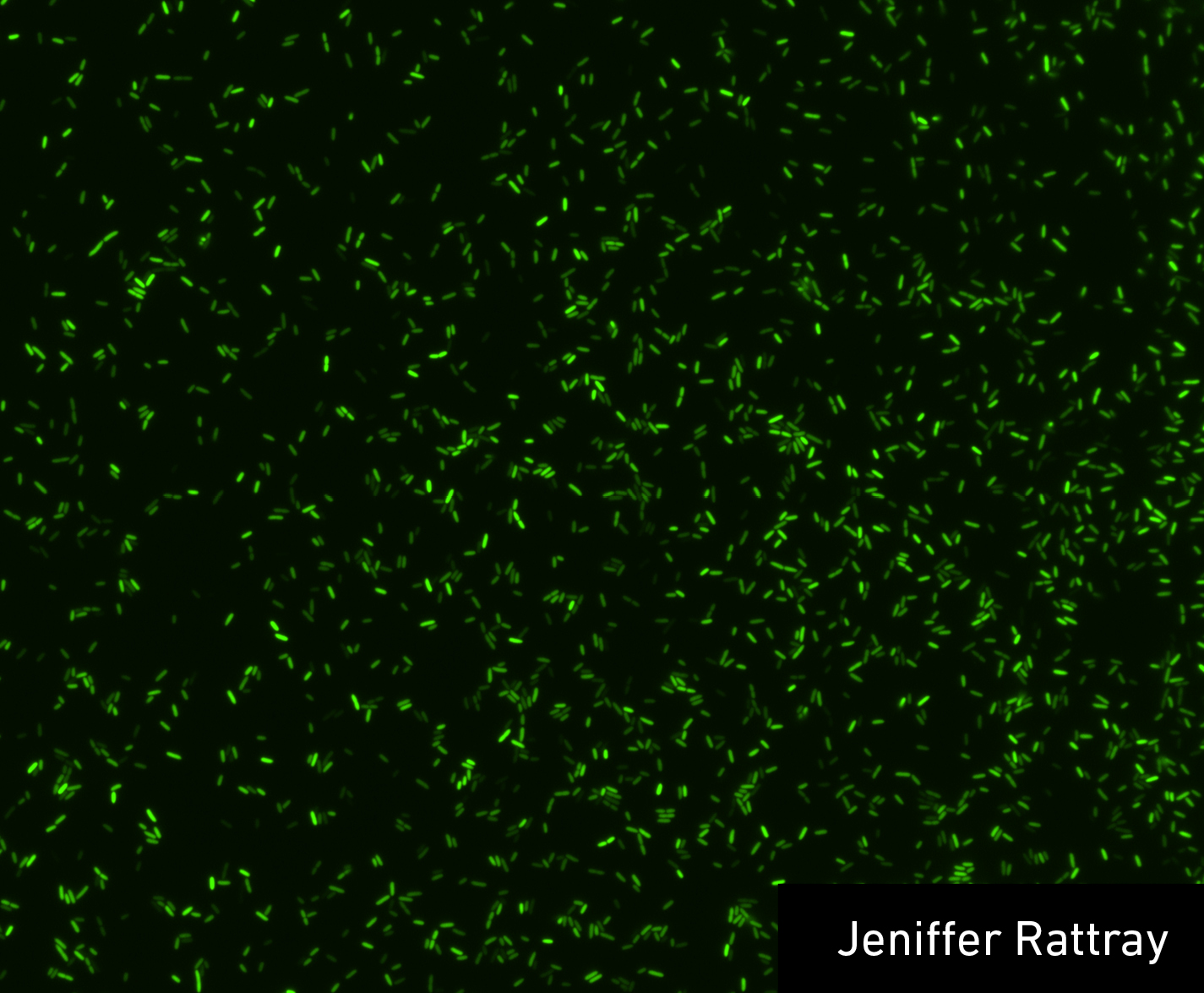 Fluorescence microscopy image of individual Pseudomonas aeruginosa cells tagged with a green fluorescent marker of virulence activity.