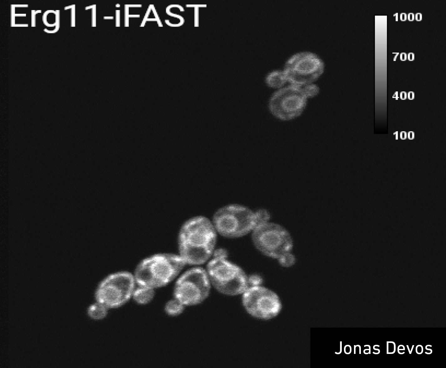Fluorescent images showing the localization of Ftr1 and Erg11using iFAST. Ftr1-iFAST was imaged by addition of HMBR, for Erg11-iFAST HBR-3,5DOM was used.